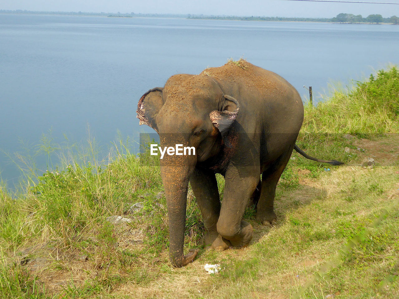 View of a elephant walking