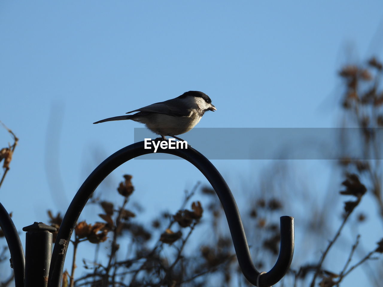 LOW ANGLE VIEW OF BIRD PERCHING ON PLANT IN WINTER