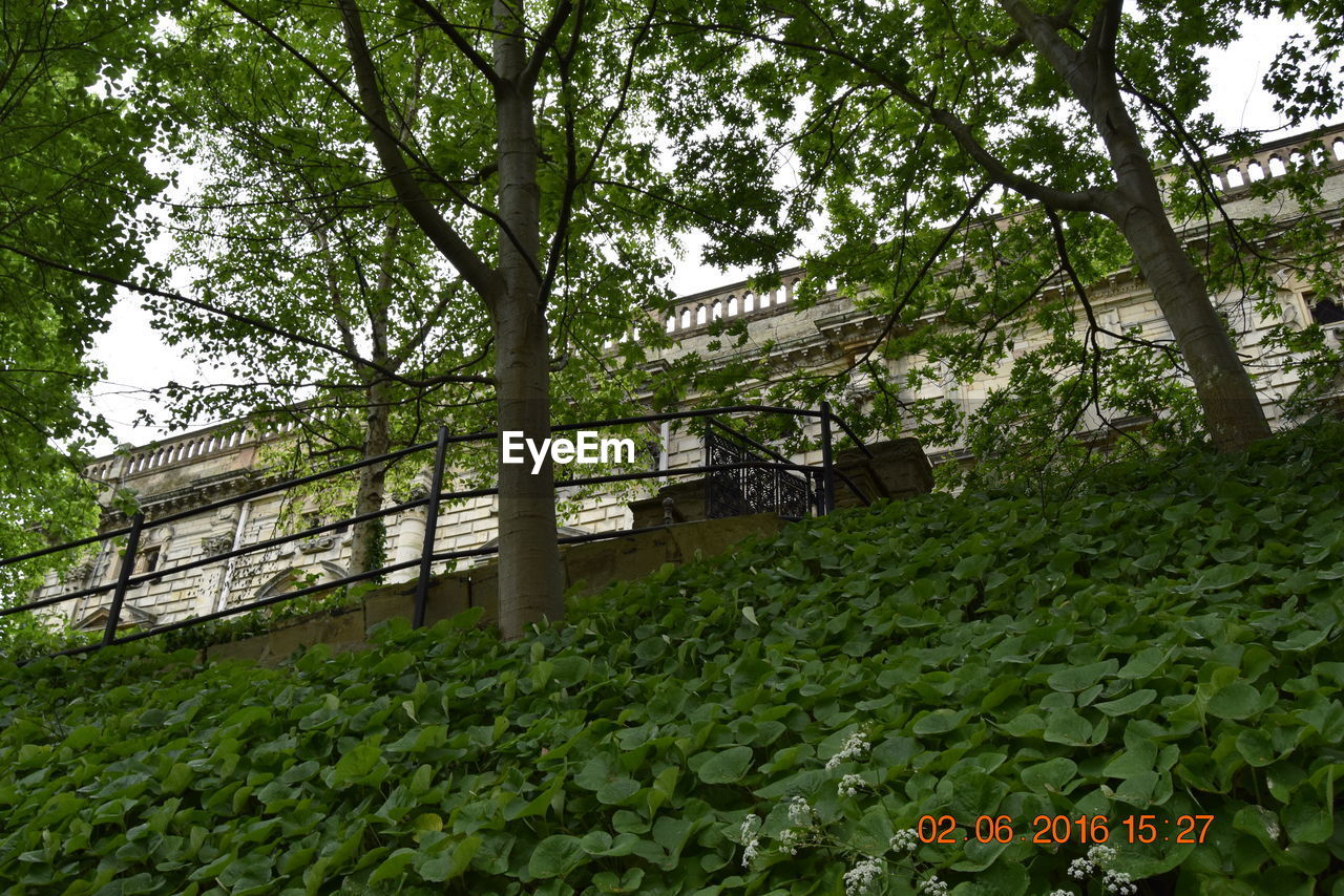 TREES GROWING IN PARK