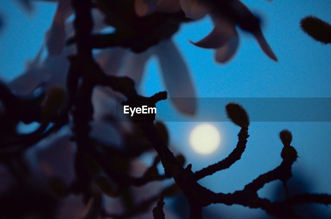 Silhouette of plant twigs with moon shining in sky