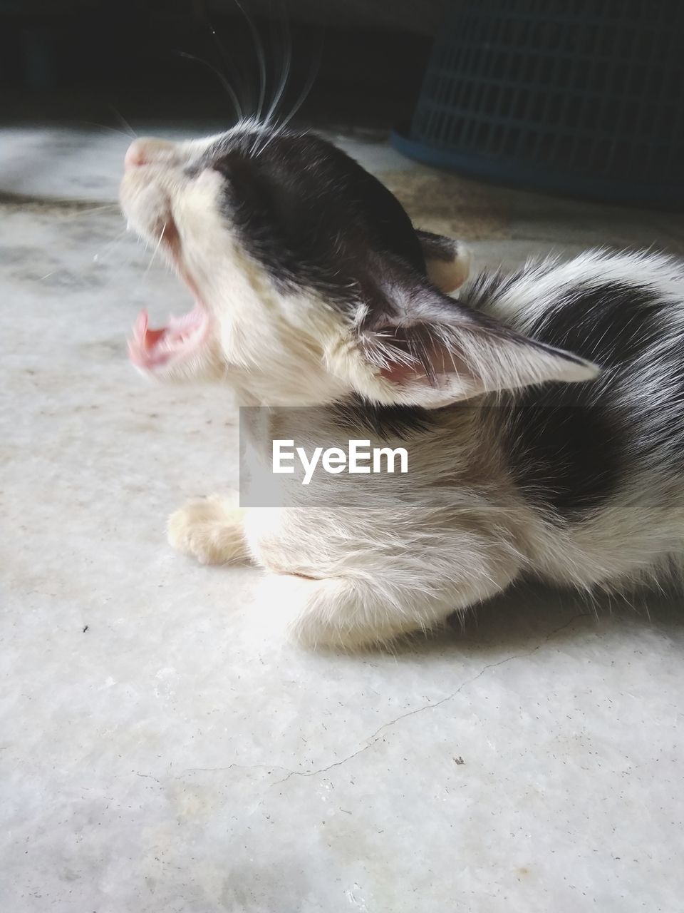 CLOSE-UP OF A DOG WITH CAT