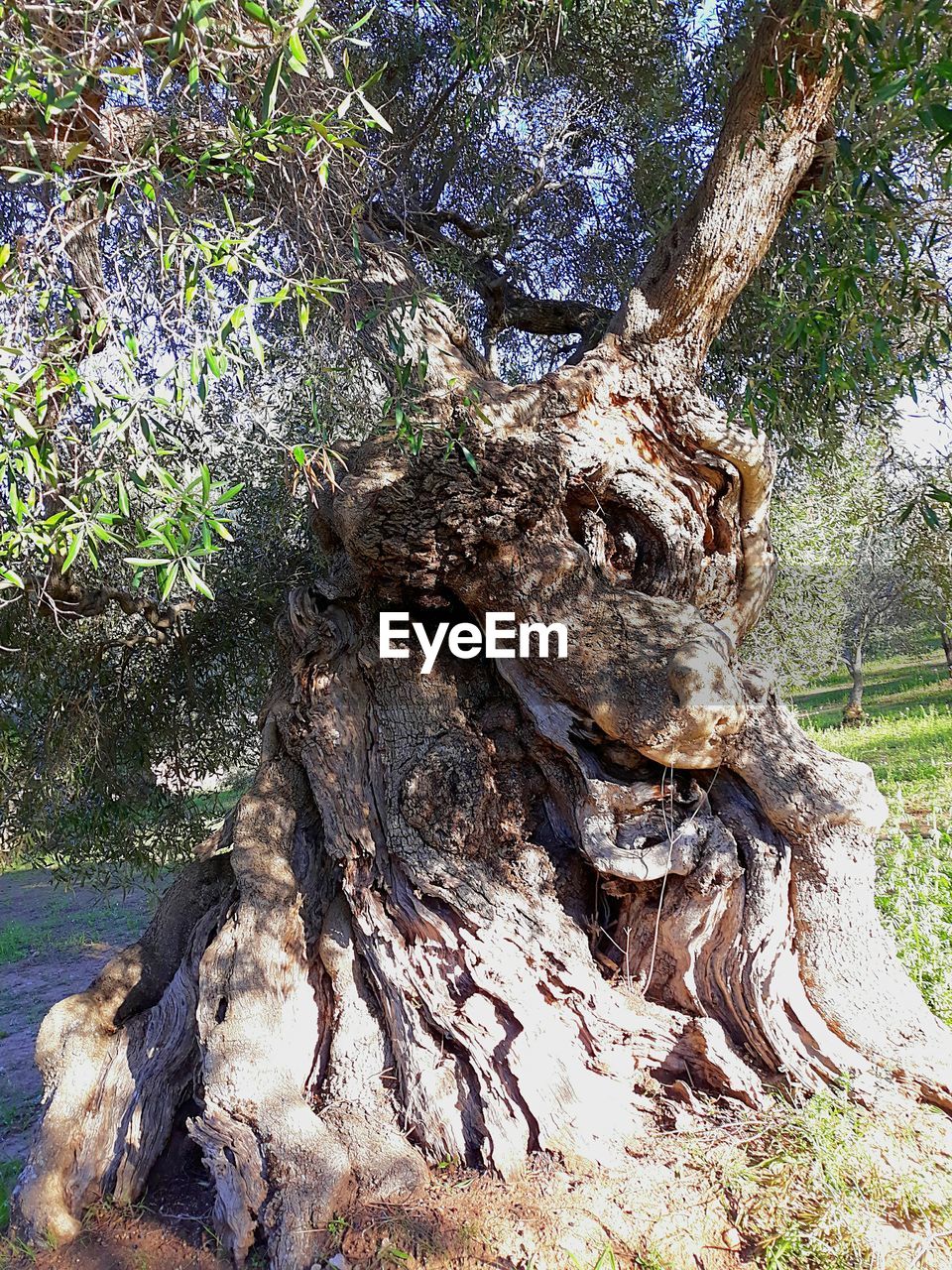 CLOSE-UP OF TREE TRUNK