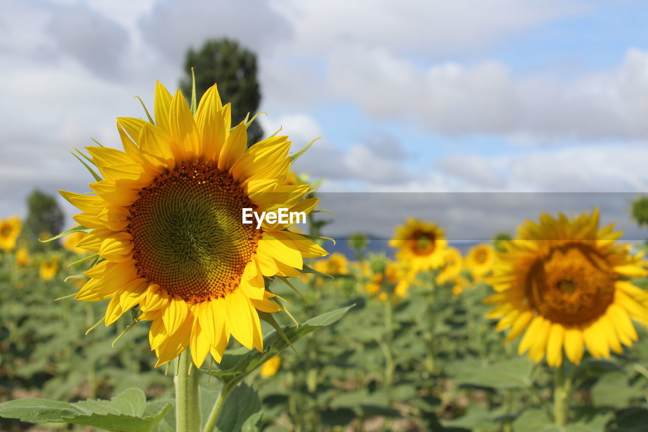 flower, plant, flowering plant, sunflower, yellow, freshness, beauty in nature, flower head, growth, cloud, sky, field, nature, inflorescence, landscape, petal, fragility, rural scene, close-up, land, focus on foreground, agriculture, no people, environment, pollen, day, outdoors, sunflower seed, springtime, scenics - nature, blossom, crop, farm, botany, summer, asterales, wildflower, tranquility, plant part, sunlight, leaf, vibrant color, horizon over land, selective focus