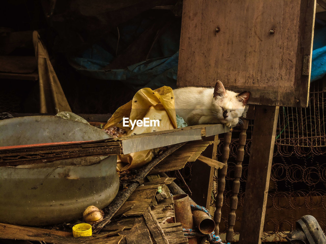 A cat sleeping in a dump