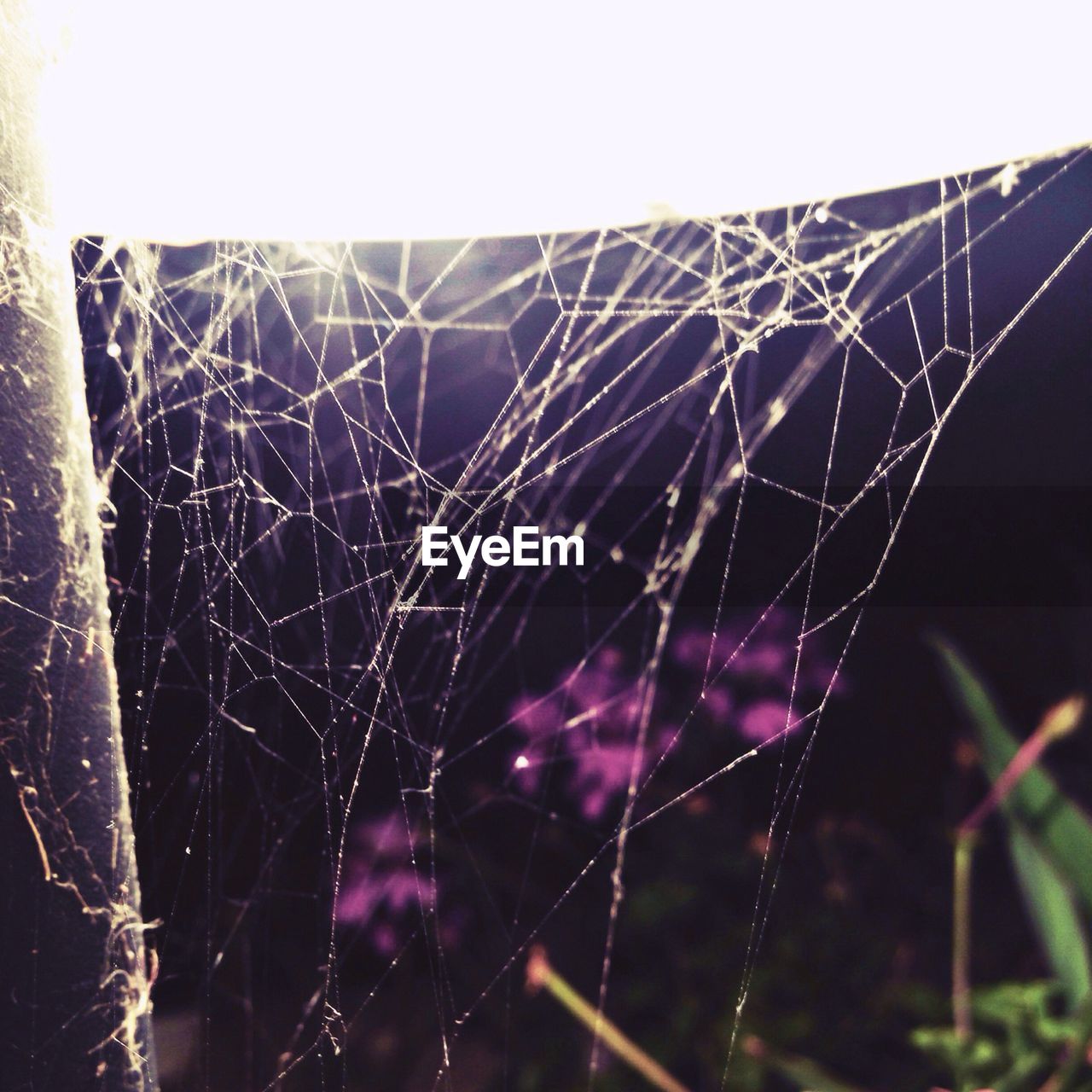 CLOSE-UP OF SPIDER WEB ON LEAF