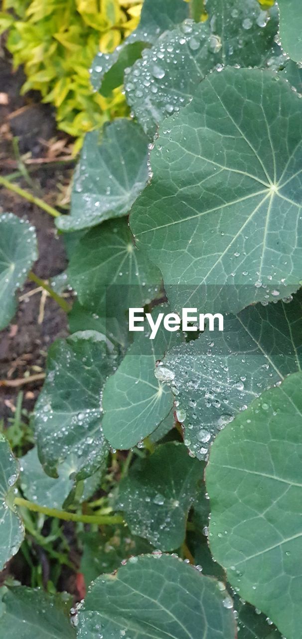 CLOSE-UP OF WET LEAVES