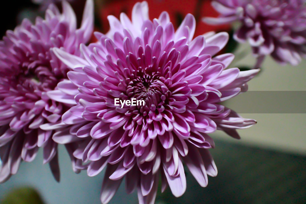 Close-up of pink flower blooming outdoors