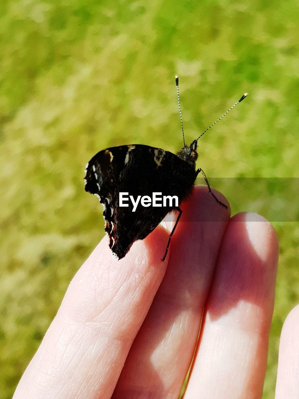 CLOSE-UP OF BUTTERFLY ON HAND HOLDING LEAF OUTDOORS