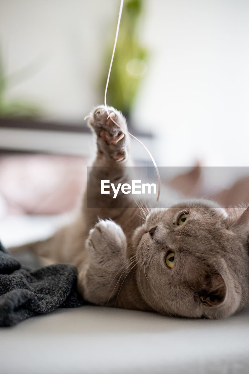 Close-up of cat lying on bed at home