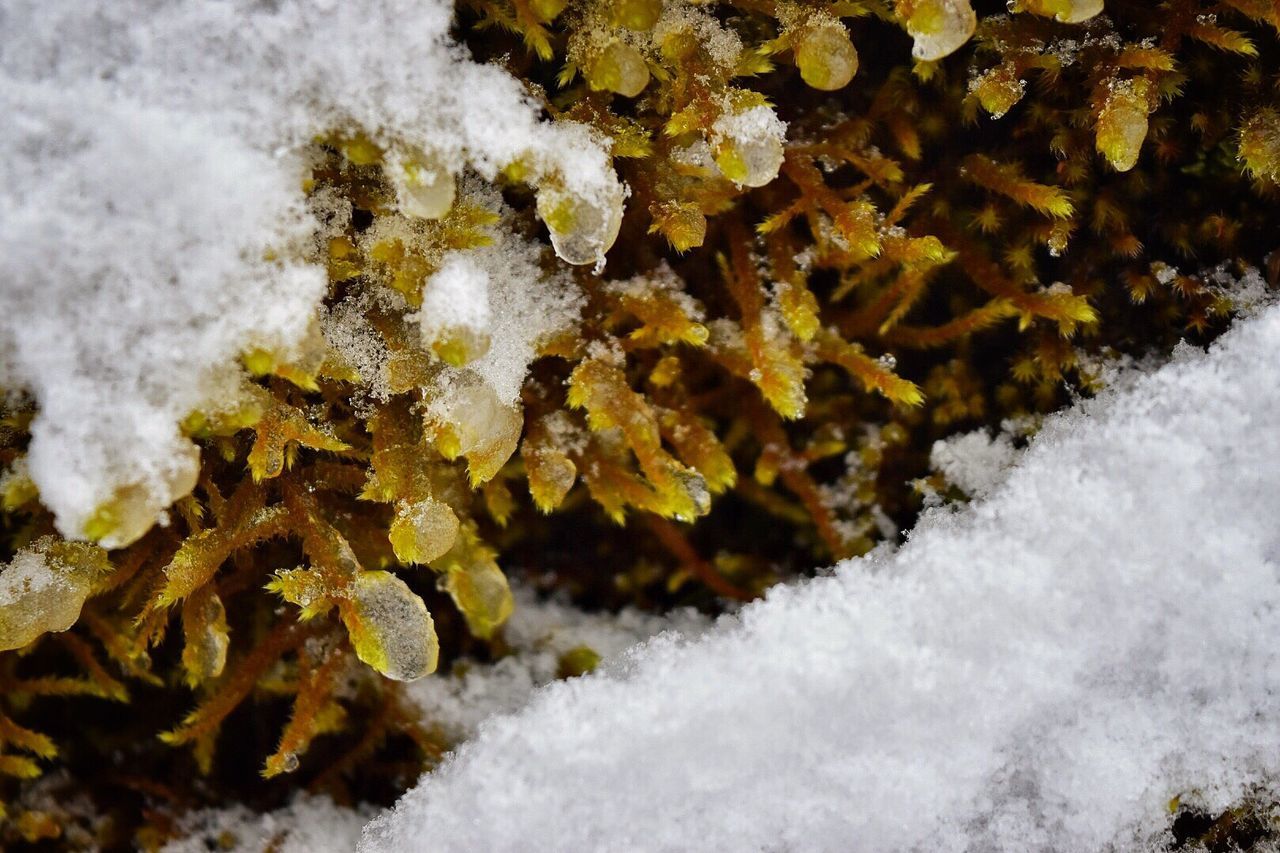 CLOSE-UP OF SNOW COVERED TREE BRANCHES