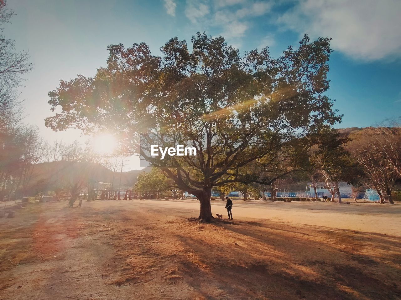 tree, morning, plant, sky, nature, sunlight, autumn, landscape, environment, land, beauty in nature, cloud, leaf, scenics - nature, outdoors, rural area, dawn, travel, sun, leisure activity, tranquility, travel destinations, walking, sunrise, day, lifestyles, adult, horizon, road