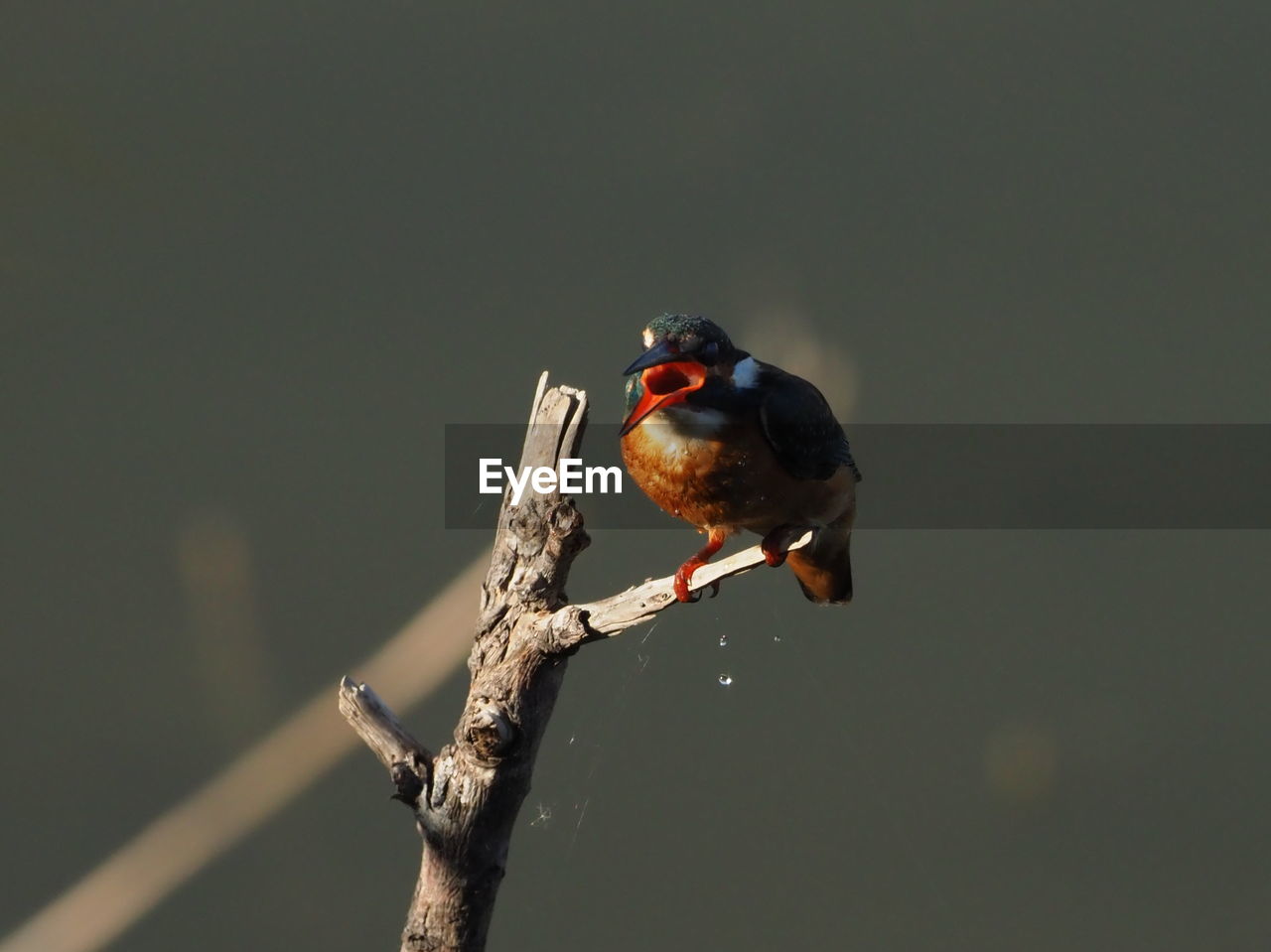 CLOSE-UP OF BIRD PERCHING ON A BRANCH