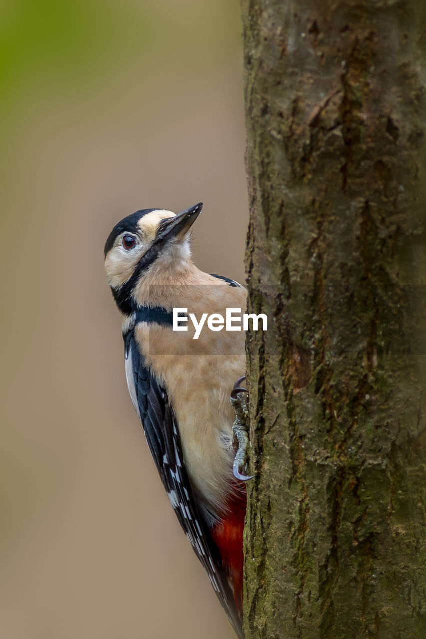 close-up of bird perching on branch