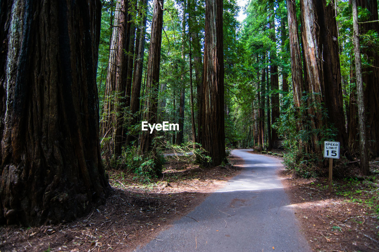 Empty road amidst trees in redwood national and state parks