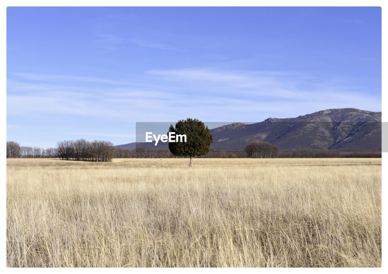 FIELD AGAINST SKY