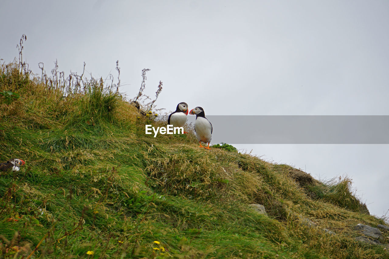 Low angle view of birds on land against sky