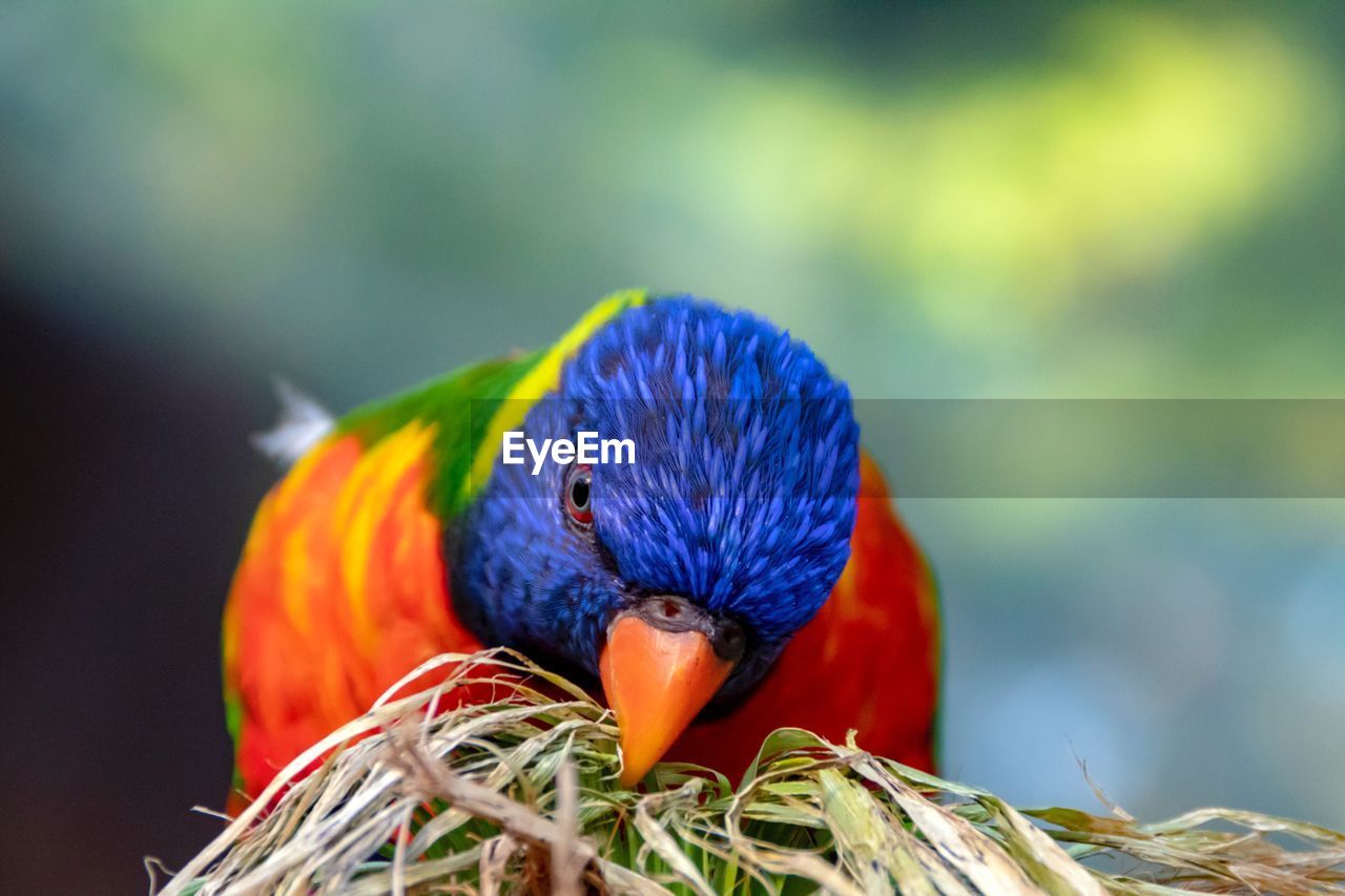 Close-up of rainbow lorikeet