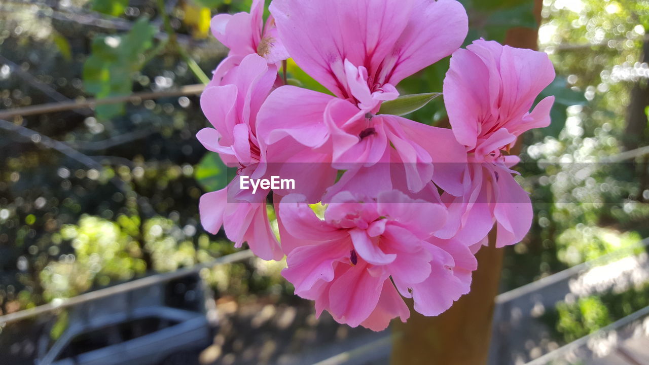 CLOSE-UP OF PINK FLOWER BLOOMING OUTDOORS