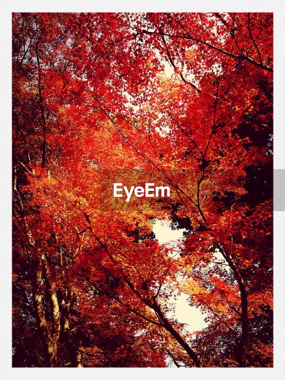 LOW ANGLE VIEW OF AUTUMNAL TREES AGAINST SKY