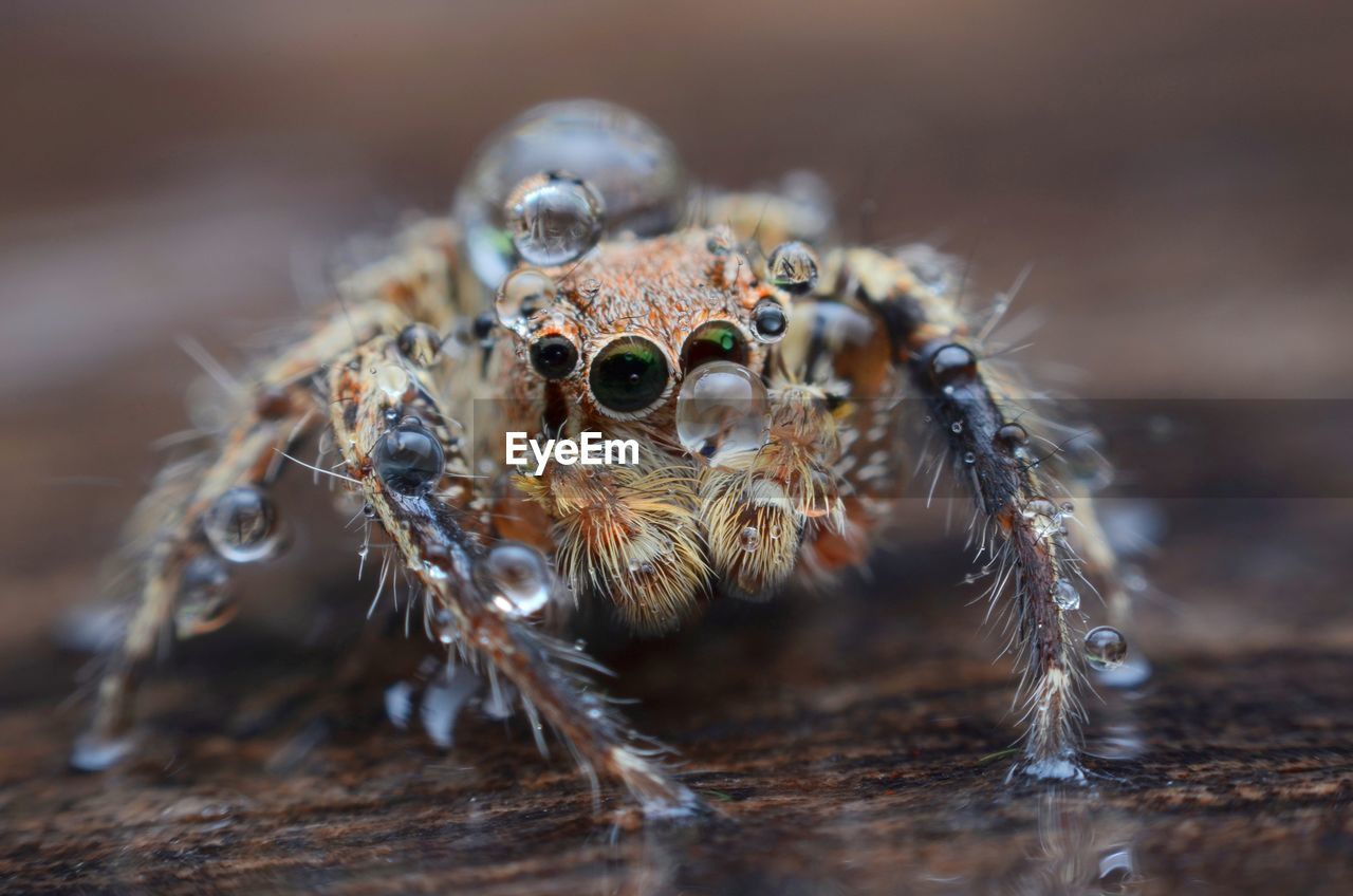 Close-up of spider on wood