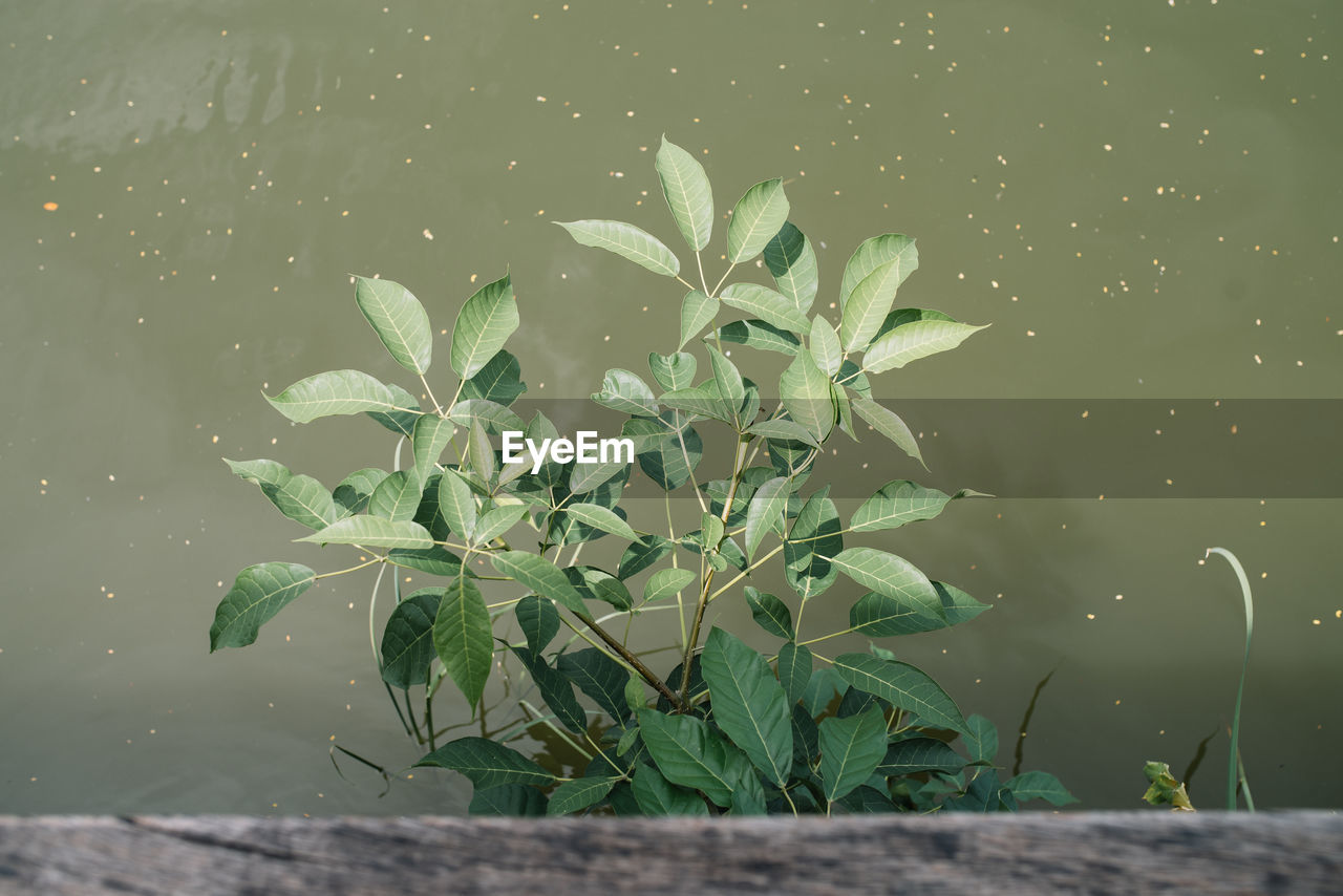 CLOSE-UP OF FRESH PLANT WITH WATER