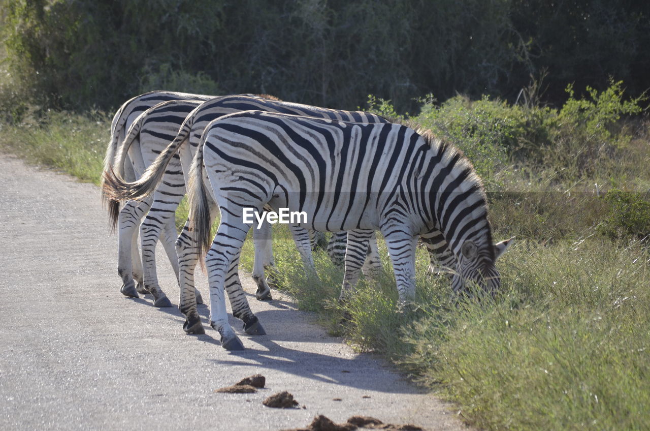 Side view of zebras grazing on field at addo elephant national park