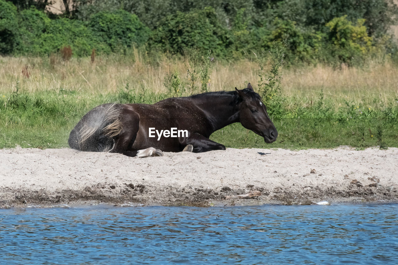 HORSE IN RIVERBANK