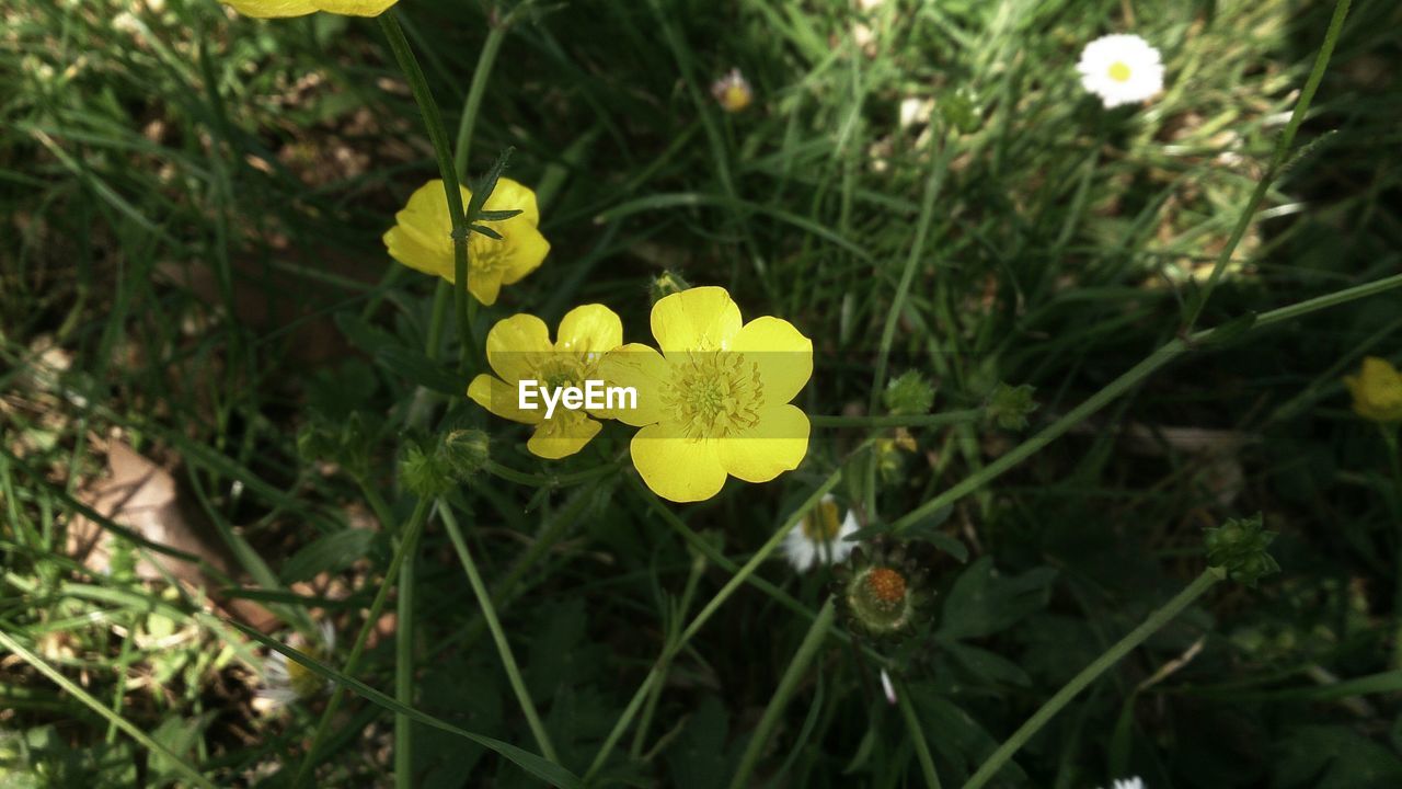 CLOSE-UP OF YELLOW FLOWERS BLOOMING