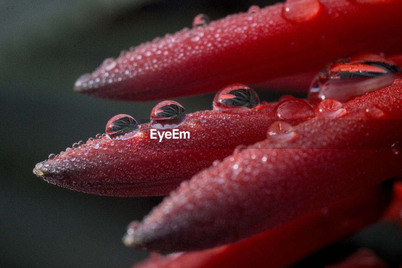 CLOSE-UP OF WATER DROP ON RED SEA
