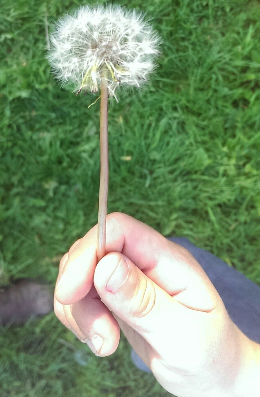 HUMAN HAND HOLDING DANDELION