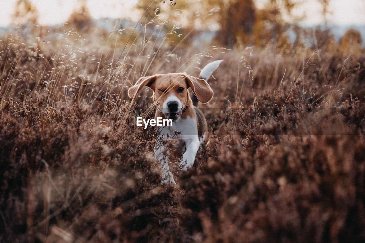 CLOSE-UP PORTRAIT OF DOG