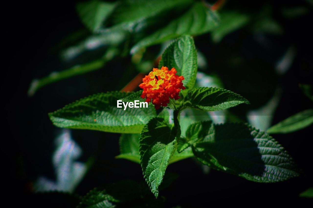 Close-up of flowering plant against black background