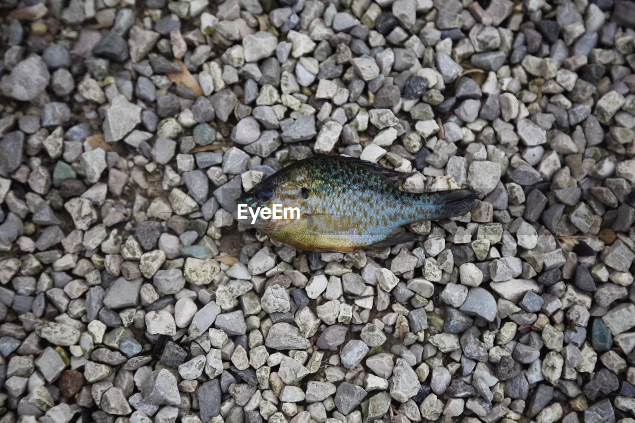 HIGH ANGLE VIEW OF DEAD FISH ON PEBBLES