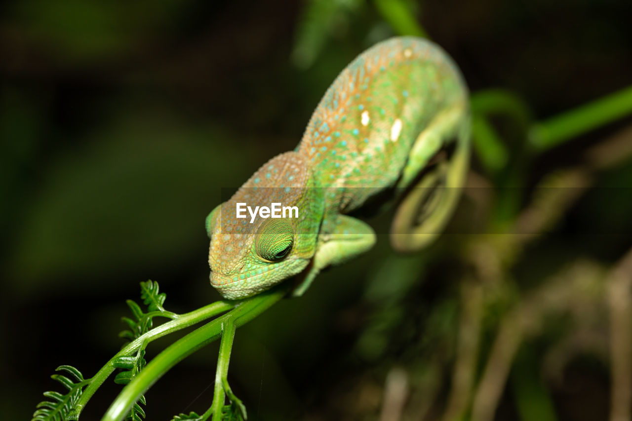 CLOSE-UP OF A LIZARD ON TREE