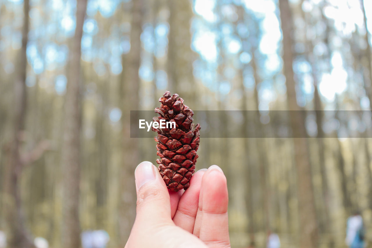 Close-up of hand holding pine cone