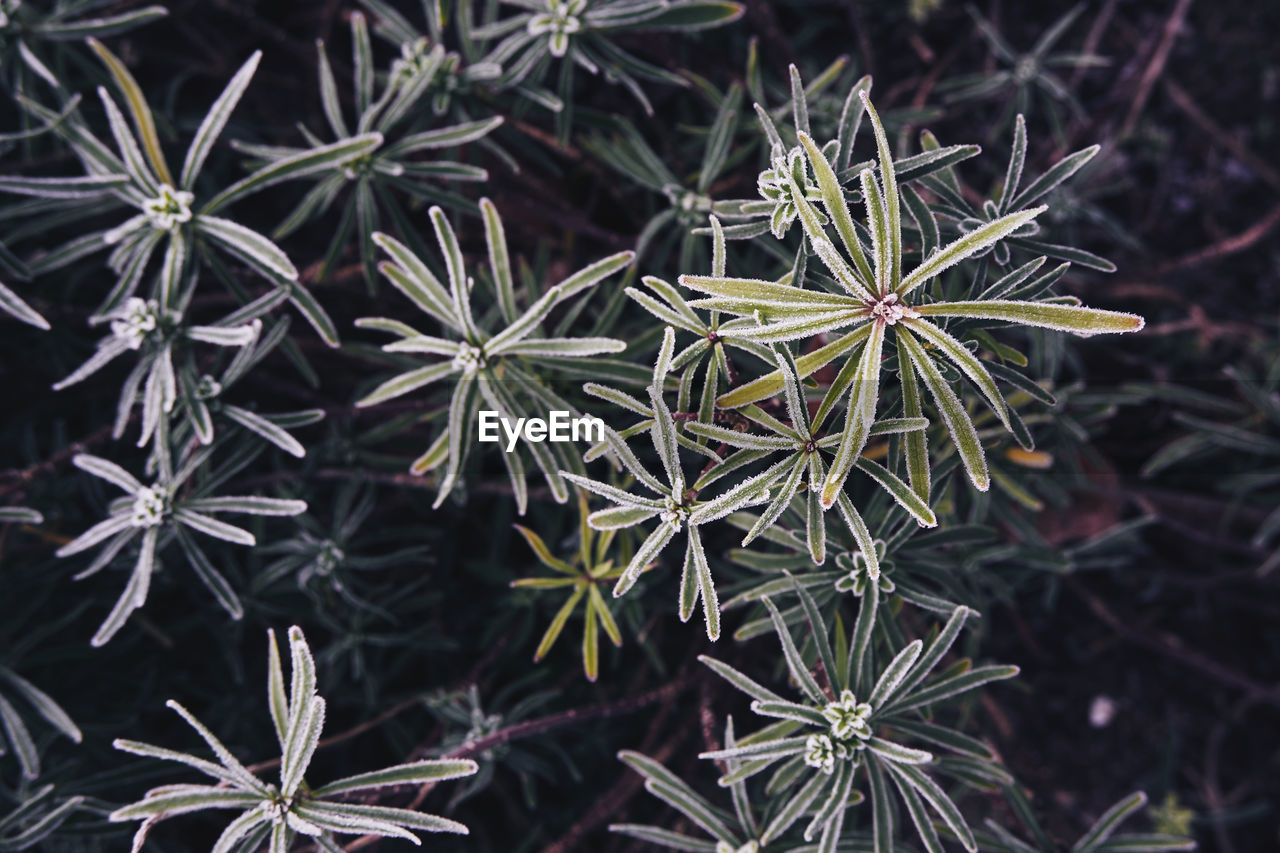 High angle view of flowering plant