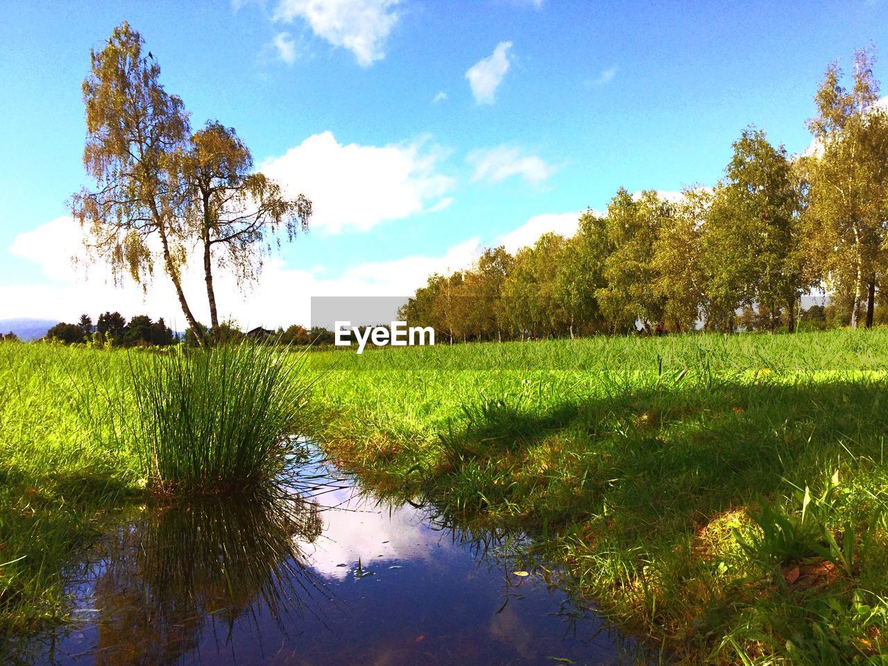 TREES ON FIELD