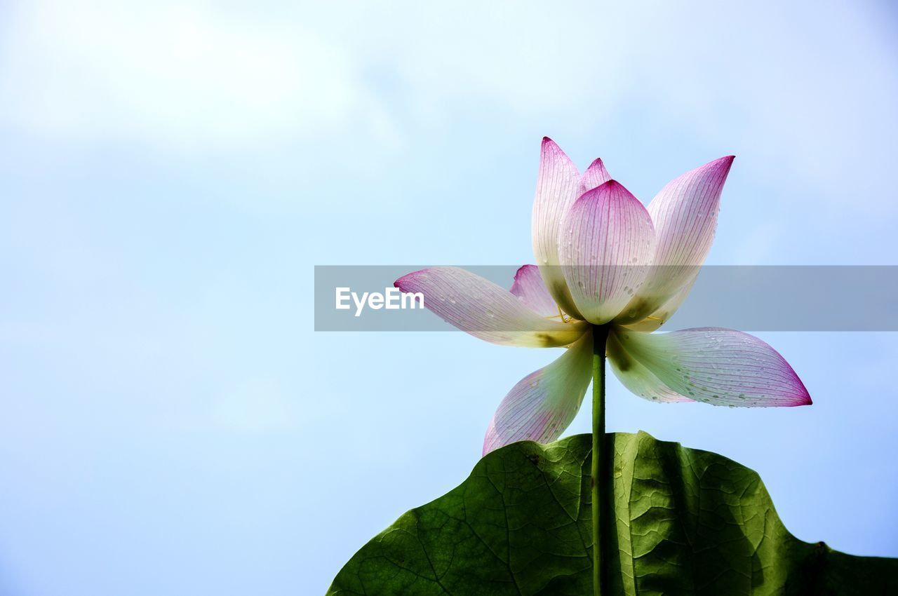 CLOSE-UP OF PINK LOTUS BLOOMING AGAINST SKY