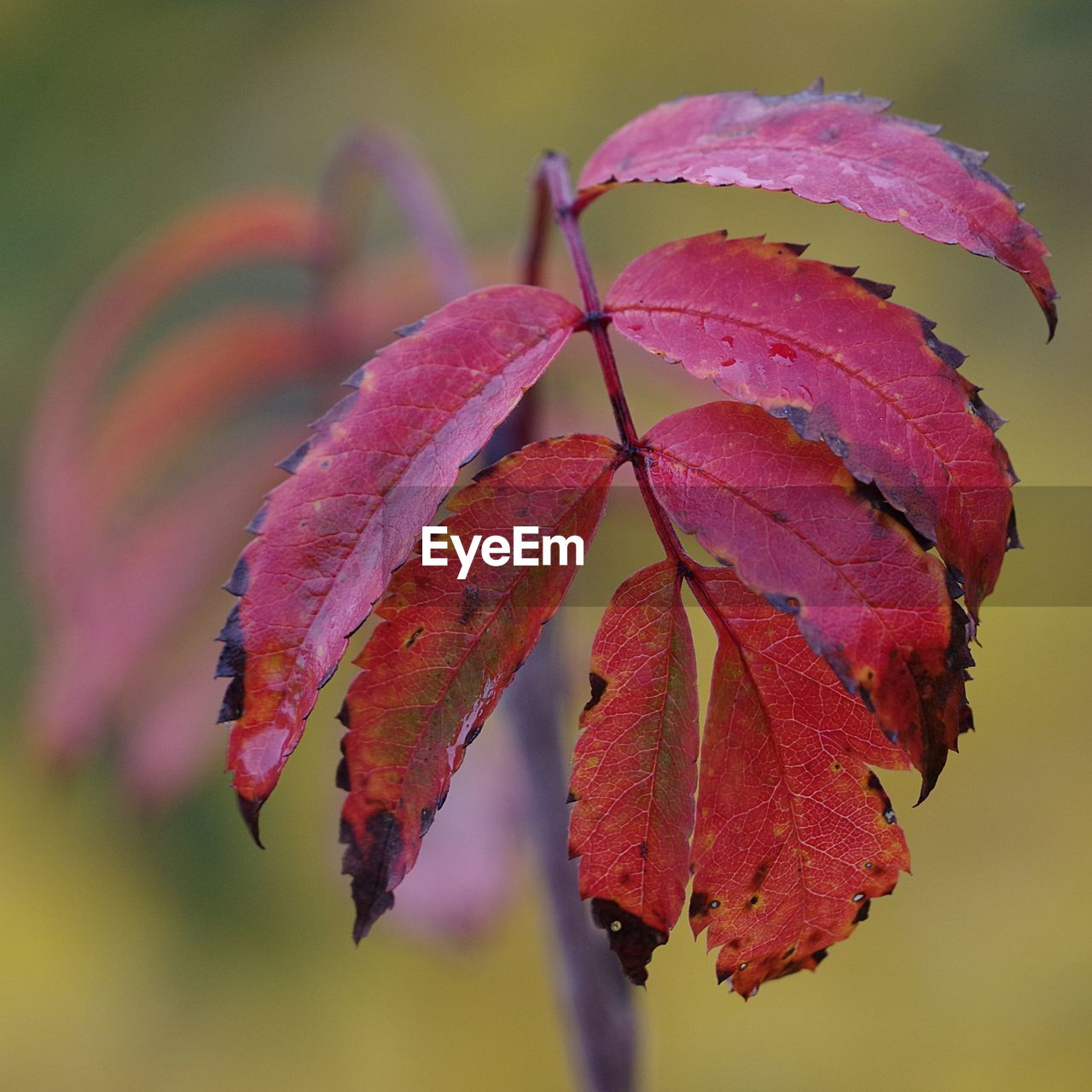 Close-up of autumnal leaves on plant