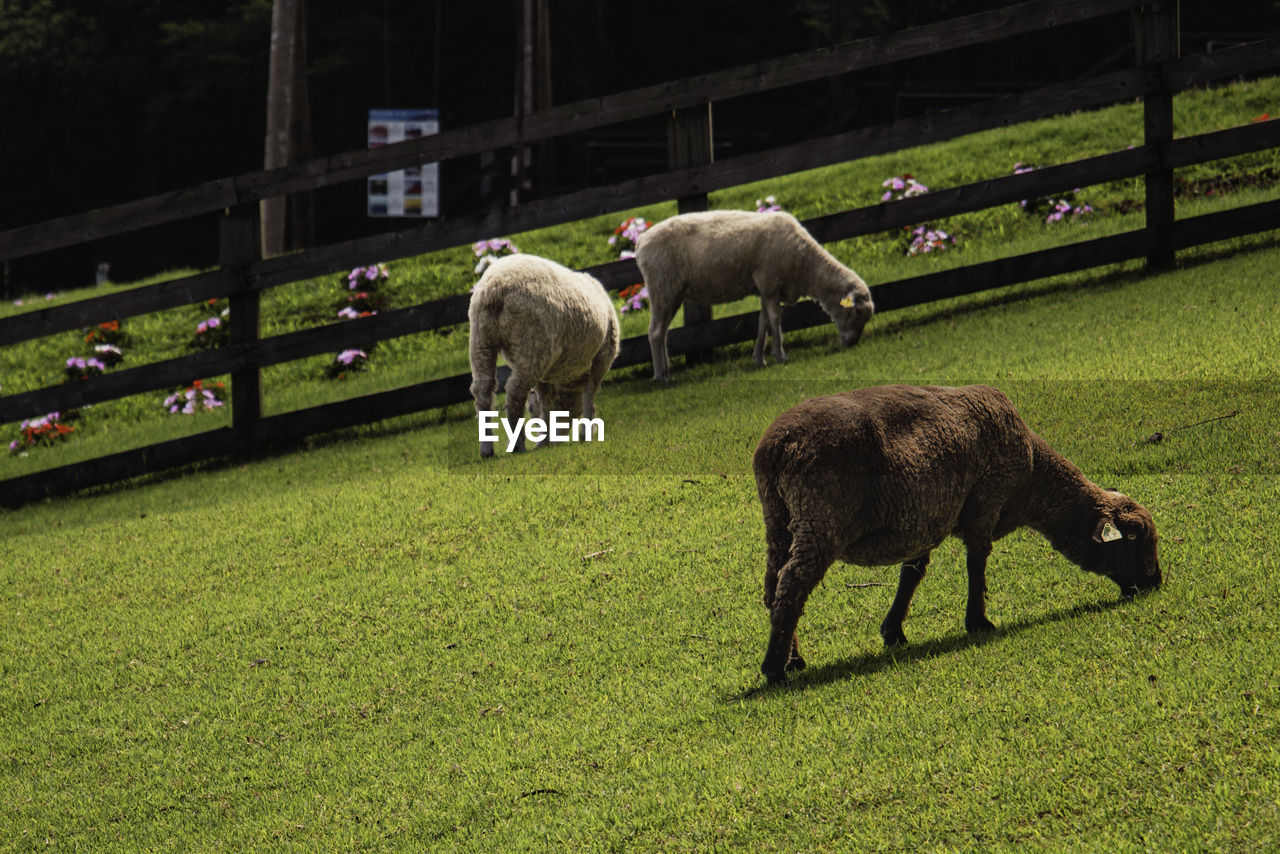 Sheep grazing on field at makaino ranch in shizuoka japan near mount fuji