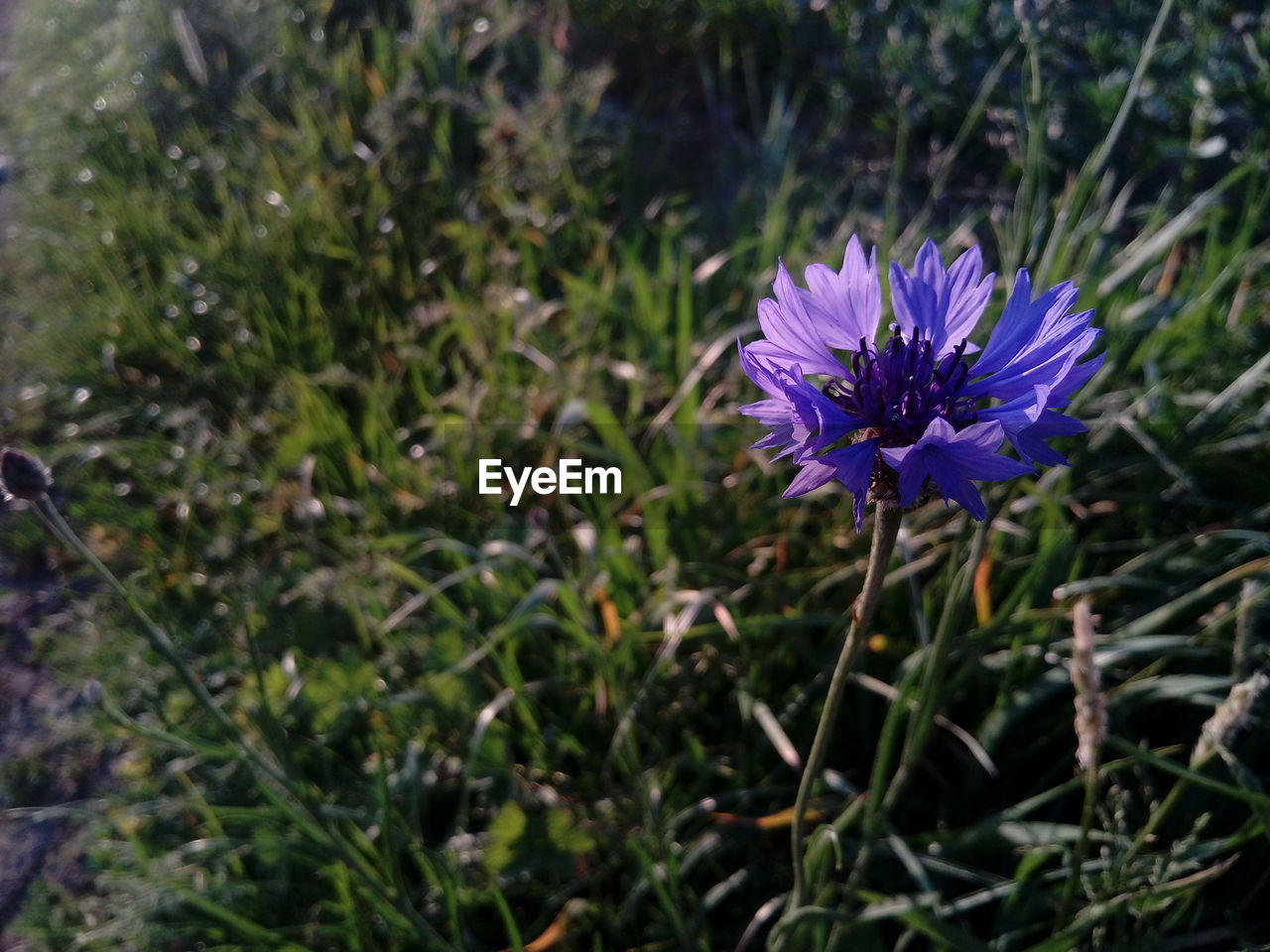 Close-up of purple flower