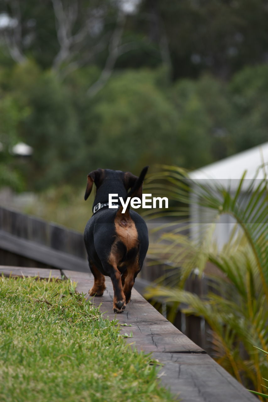 Black dog in domestic garden