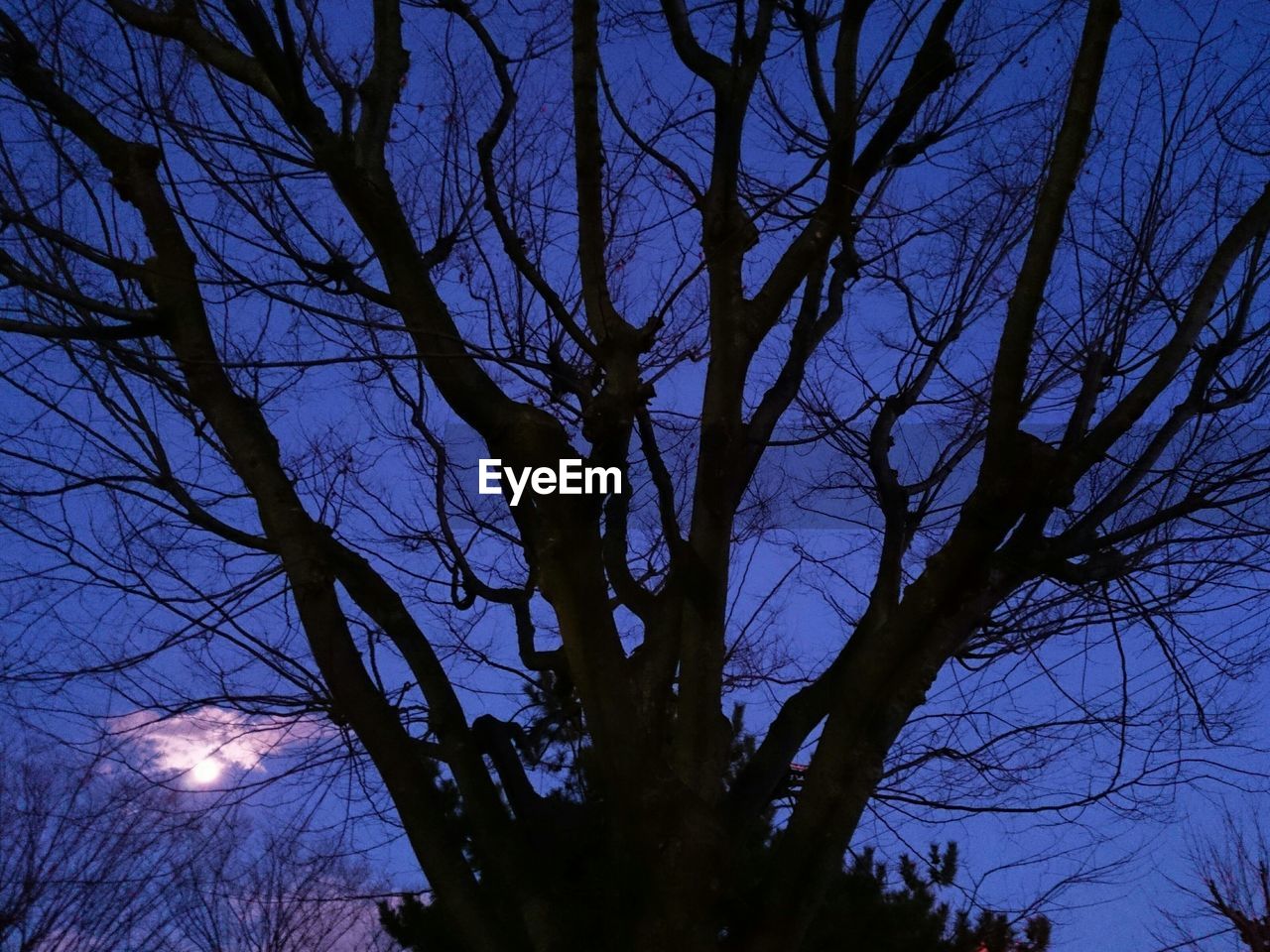 LOW ANGLE VIEW OF SILHOUETTE TREE AGAINST SKY AT NIGHT