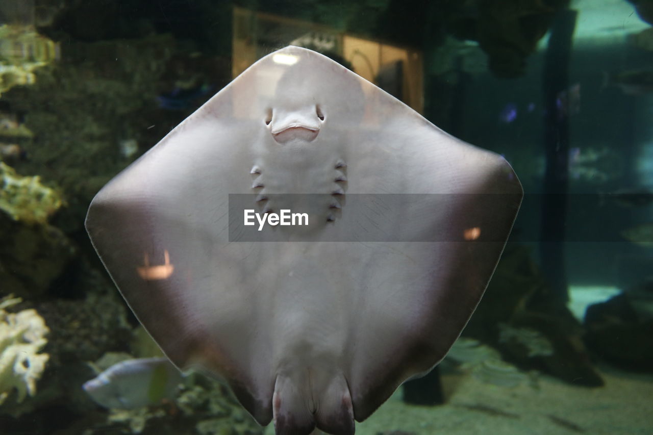 CLOSE-UP OF TURTLE IN AQUARIUM