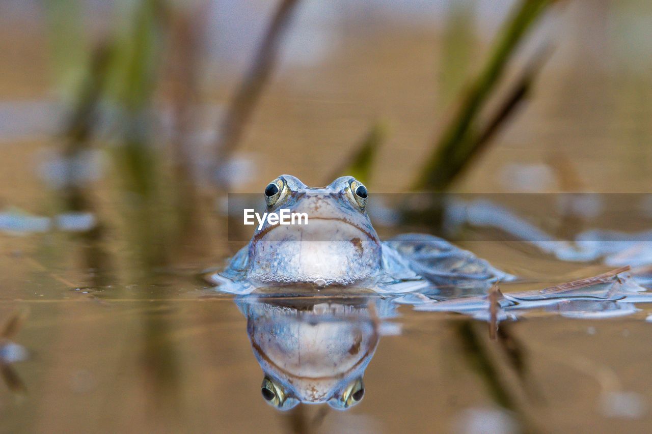 Close-up portrait of frog swimming in lake