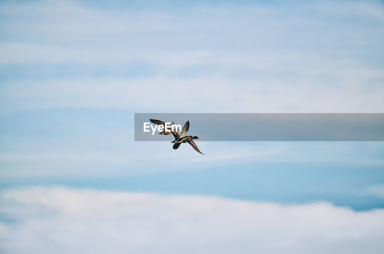 Low angle view of mallard ducks flying in sky