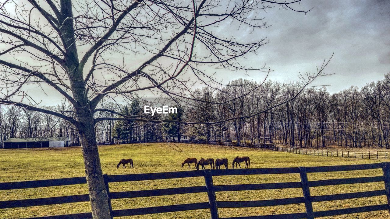 VIEW OF SHEEP GRAZING ON FIELD