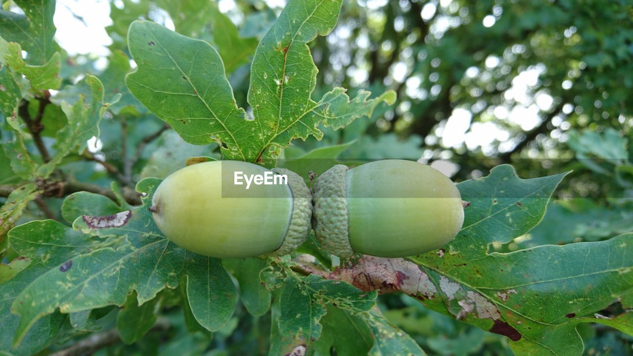 CLOSE-UP OF GREEN FRUITS