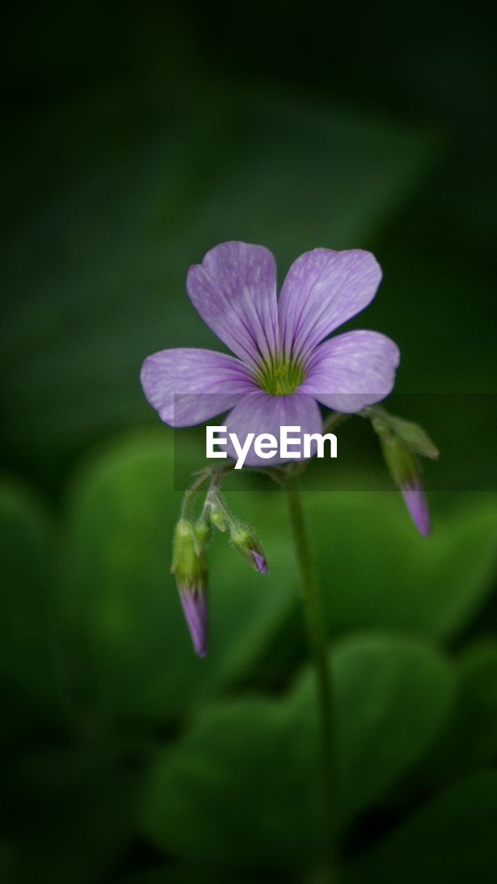 Close-up of purple flower