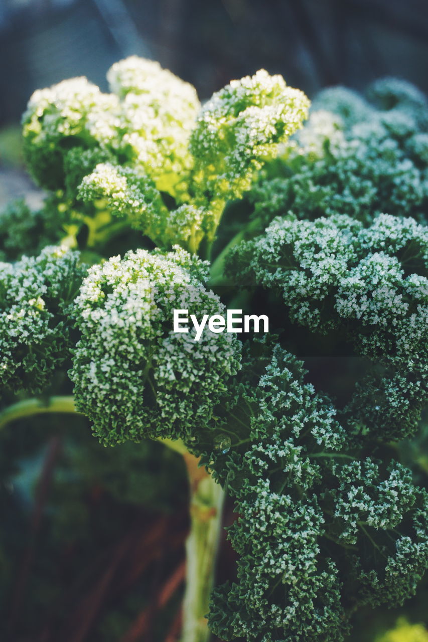 Close-up of broccoli